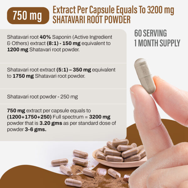 Shatavari Capsules – Asparagus Racemosus - 40% saponin - Extract Ratio 8:1 - 60 Vege Capsules - 750 mg each