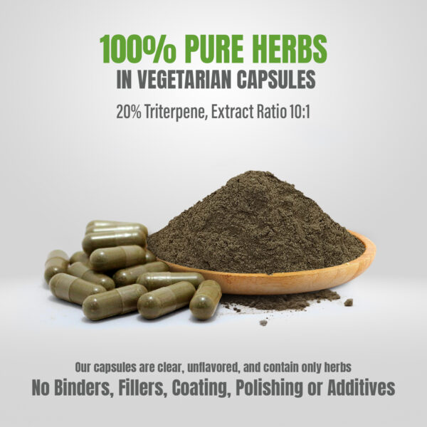 Gotu kola Capsules – Centella Asiatica - 20% triterpene - Extract Ratio 10:1 - 60 Vege Capsules - 880 mg each