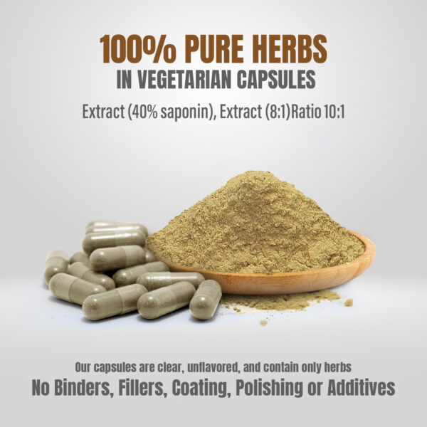 Shatavari Capsules – Asparagus Racemosus - 40% saponin - Extract Ratio 8:1 - 60 Vege Capsules - 750 mg each